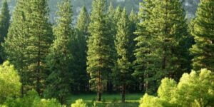 A forest of healthy trees.