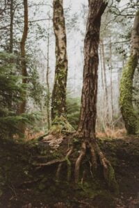 A trees roots stick up above the soil.