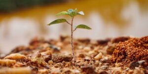 A tree sapling emerges from the soil.