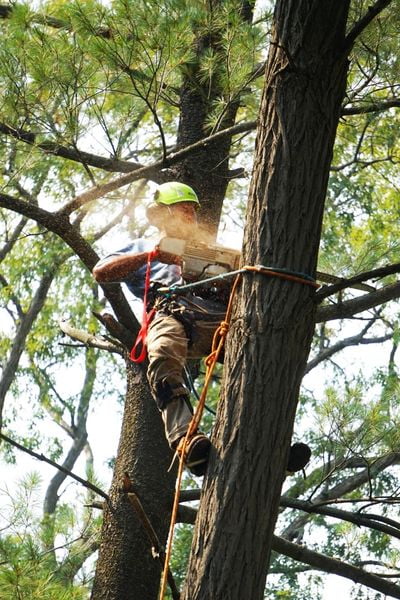An arborist in a tree with a chainsaw safely cutting the tree for tree removal.