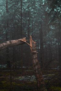 A tree broken at the trunk.
